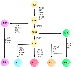 thumbnail of dbpedia resource