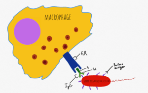 thumbnail of dbpedia resource