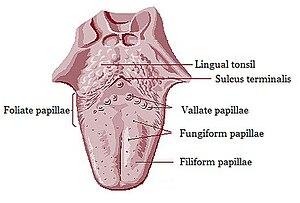 thumbnail of dbpedia resource