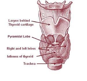 thumbnail of dbpedia resource