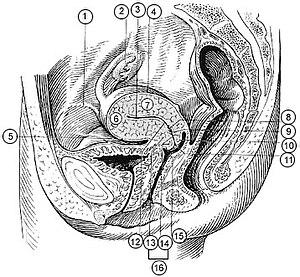 thumbnail of dbpedia resource