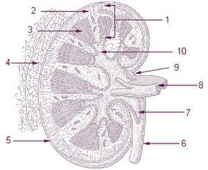 thumbnail of dbpedia resource