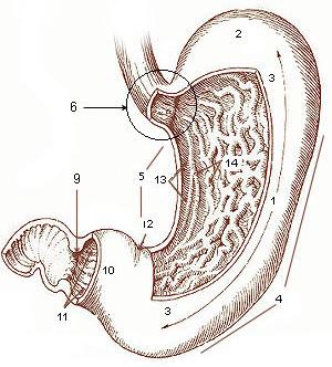 thumbnail of dbpedia resource