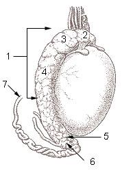 thumbnail of dbpedia resource