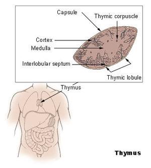 thumbnail of dbpedia resource