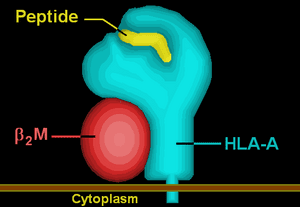 thumbnail of dbpedia resource