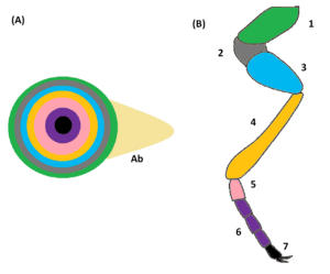 thumbnail of dbpedia resource