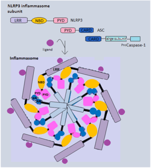 thumbnail of dbpedia resource