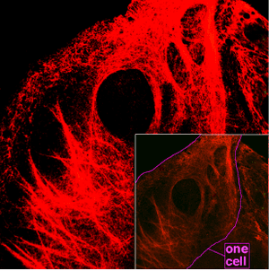 thumbnail of dbpedia resource