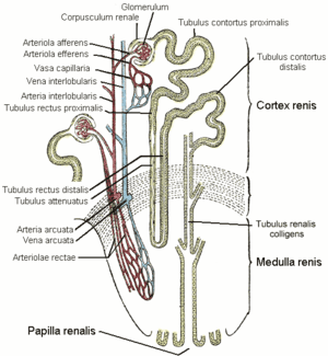 thumbnail of dbpedia resource