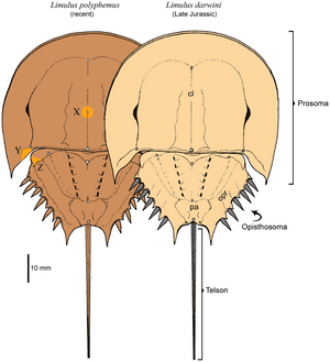 thumbnail of dbpedia resource