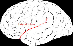 thumbnail of dbpedia resource