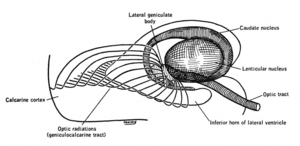 thumbnail of dbpedia resource