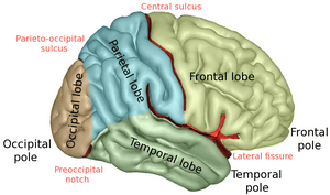 thumbnail of dbpedia resource