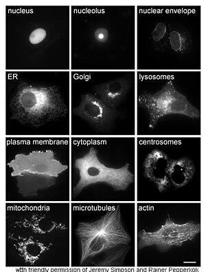 thumbnail of dbpedia resource