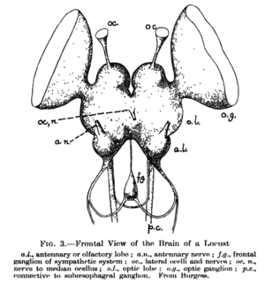 thumbnail of dbpedia resource