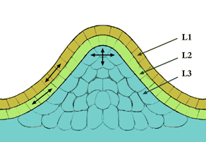 thumbnail of dbpedia resource