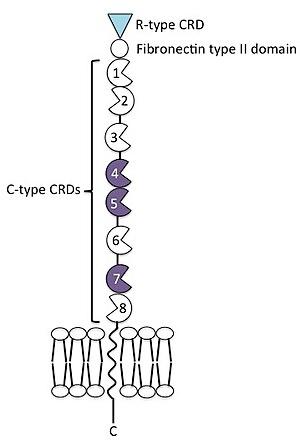 thumbnail of dbpedia resource