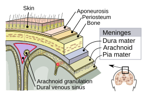 thumbnail of dbpedia resource