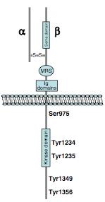 thumbnail of dbpedia resource