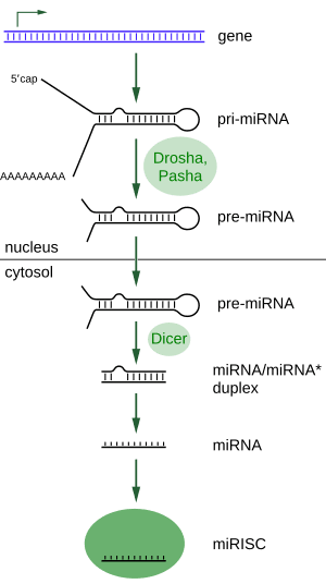 thumbnail of dbpedia resource