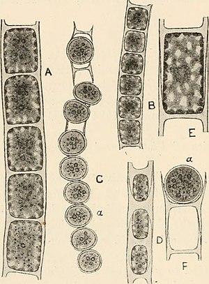 thumbnail of dbpedia resource