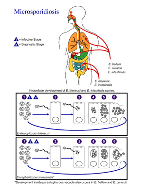 thumbnail of dbpedia resource