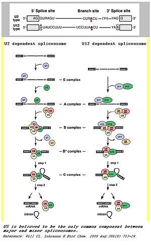 thumbnail of dbpedia resource