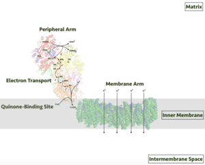 thumbnail of dbpedia resource