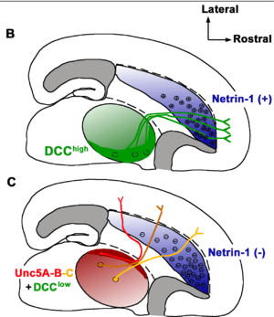 thumbnail of dbpedia resource