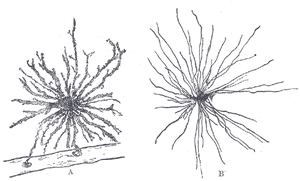 thumbnail of dbpedia resource