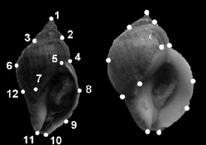 thumbnail of dbpedia resource