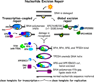 thumbnail of dbpedia resource