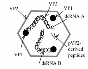 thumbnail of dbpedia resource