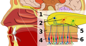 thumbnail of dbpedia resource