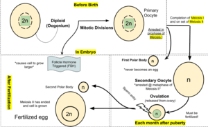 thumbnail of dbpedia resource