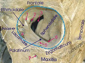 thumbnail of dbpedia resource