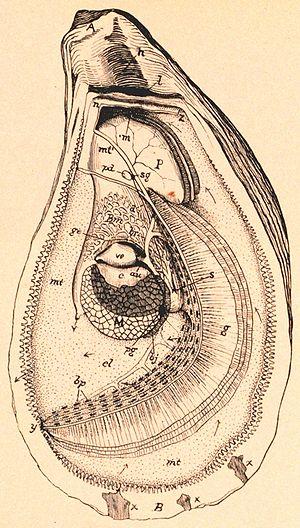 thumbnail of dbpedia resource