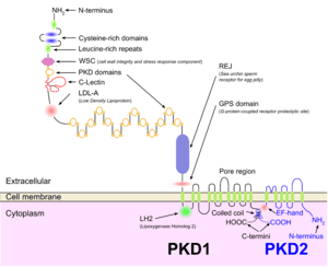 thumbnail of dbpedia resource