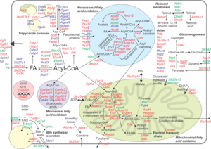 thumbnail of dbpedia resource