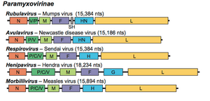 thumbnail of dbpedia resource