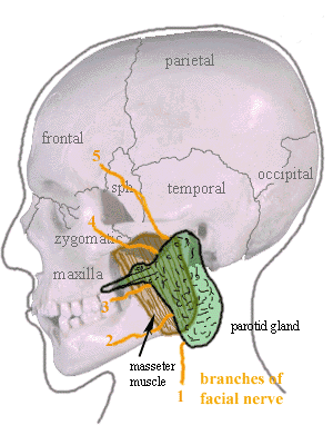 thumbnail of dbpedia resource