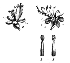 thumbnail of dbpedia resource