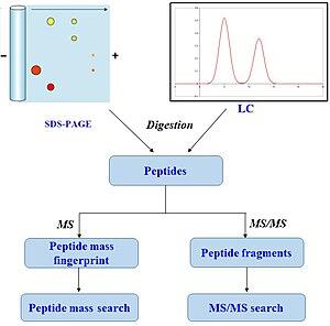 thumbnail of dbpedia resource