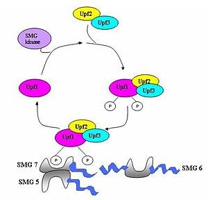 thumbnail of dbpedia resource