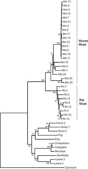 thumbnail of dbpedia resource