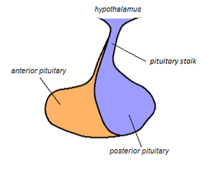 thumbnail of dbpedia resource