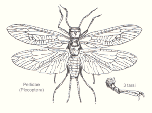 thumbnail of dbpedia resource