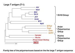 thumbnail of dbpedia resource