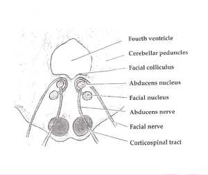 thumbnail of dbpedia resource